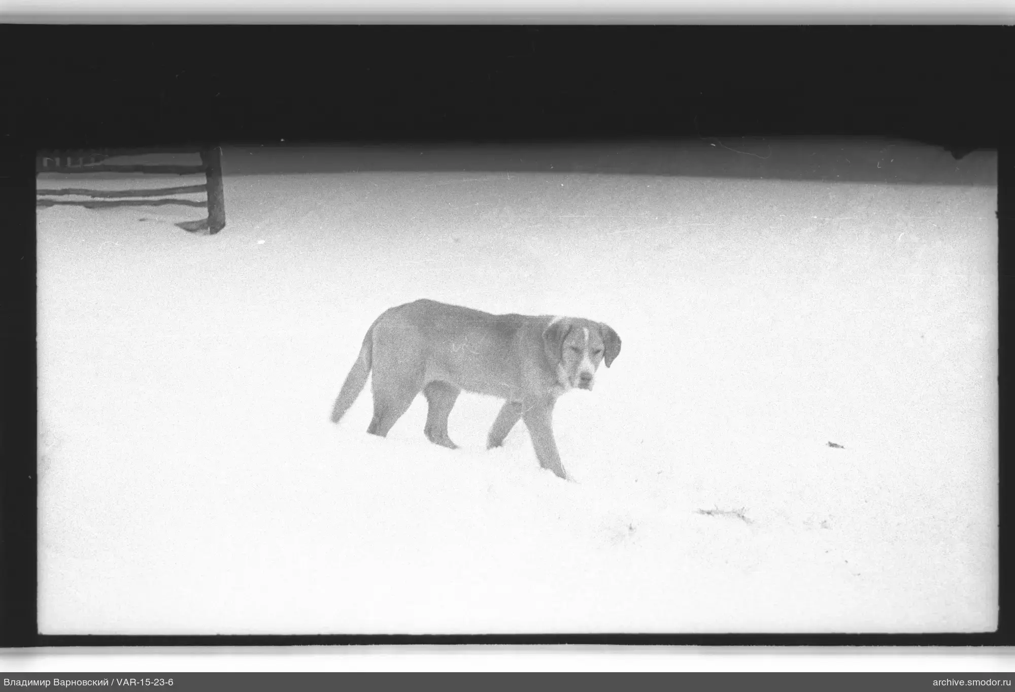 Mittelgroßer Hund im Schnee