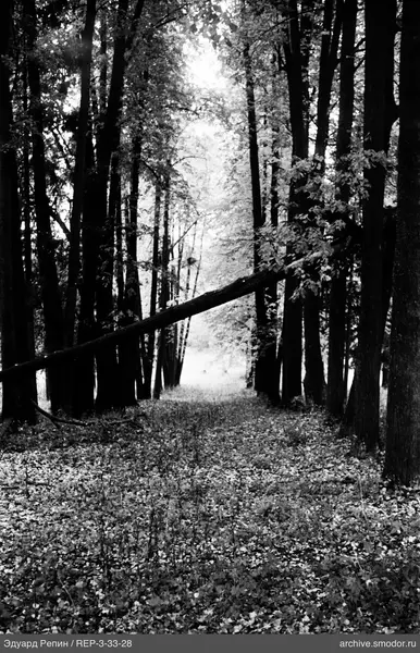 Waldallee mit fallenden Blättern und geneigtem Baum