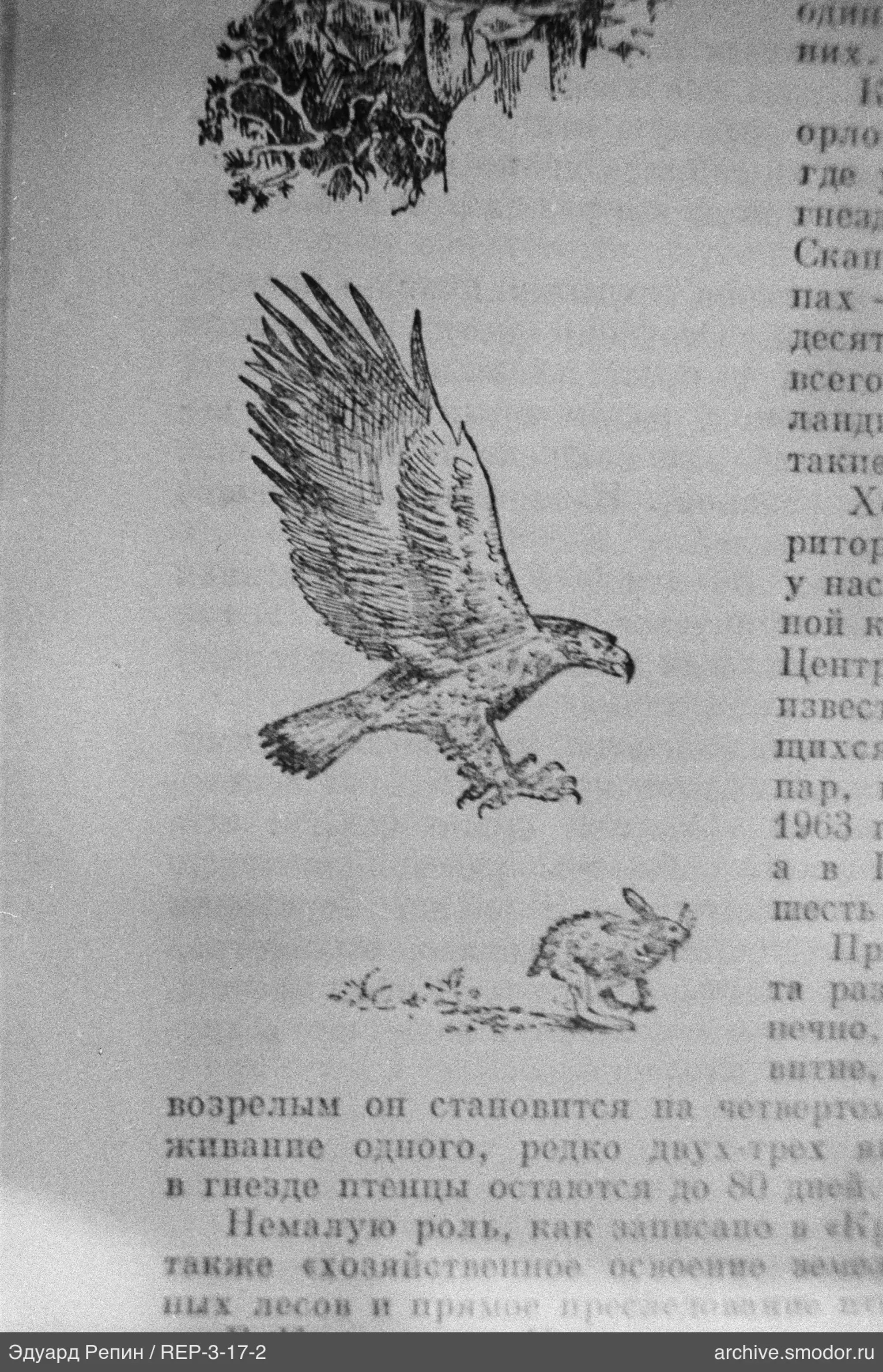 Страница с рисунками птицы и зайца