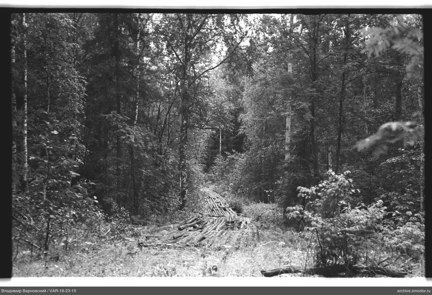 Waldweg mit Baumstämmen