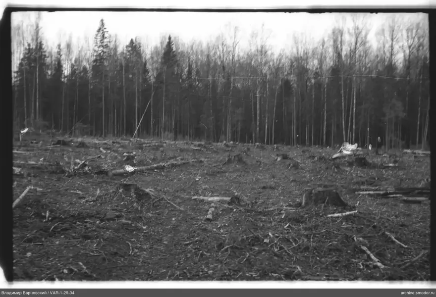 Видовая фотография лесной вырубки