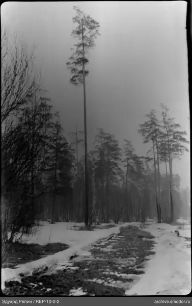 Waldstraße mit hohem Kiefernstamm