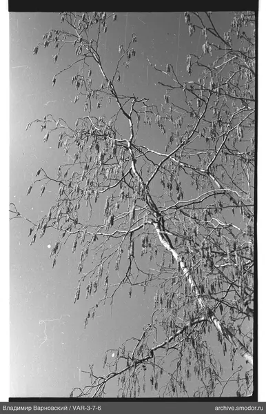 Birch branches with catkins