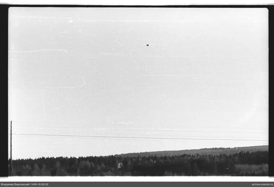 Wald mit Drähten und Hügeln am Horizont