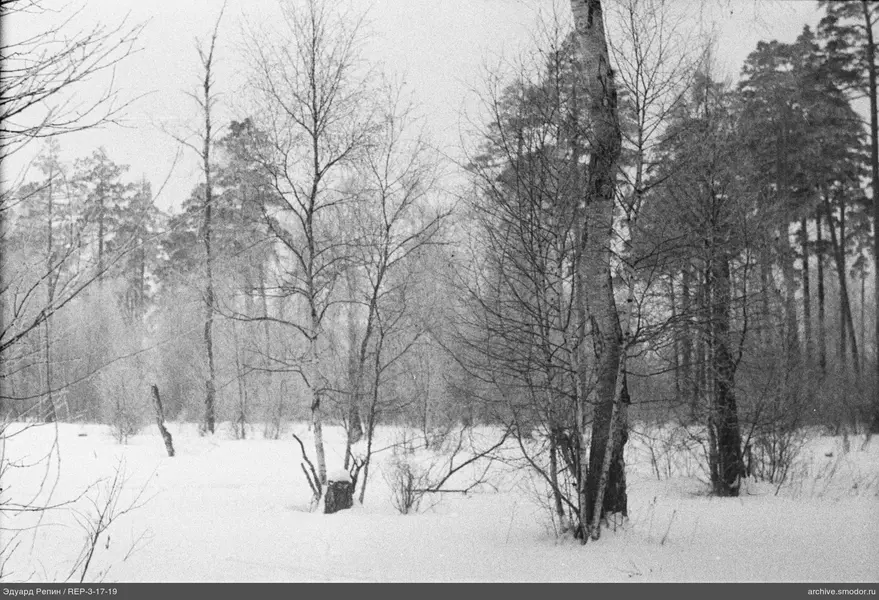 Wald mit Birken und Nadelbäumen