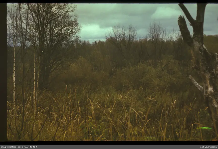 Forest with birches and dry grass