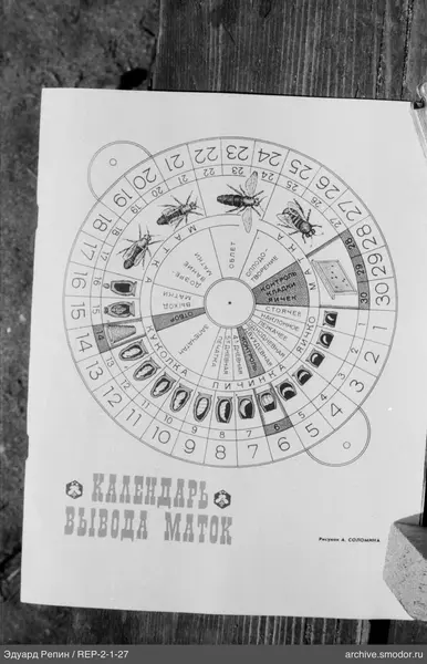 Kreisförmiges Schema mit Titel Kalender der Königinnenaufzucht