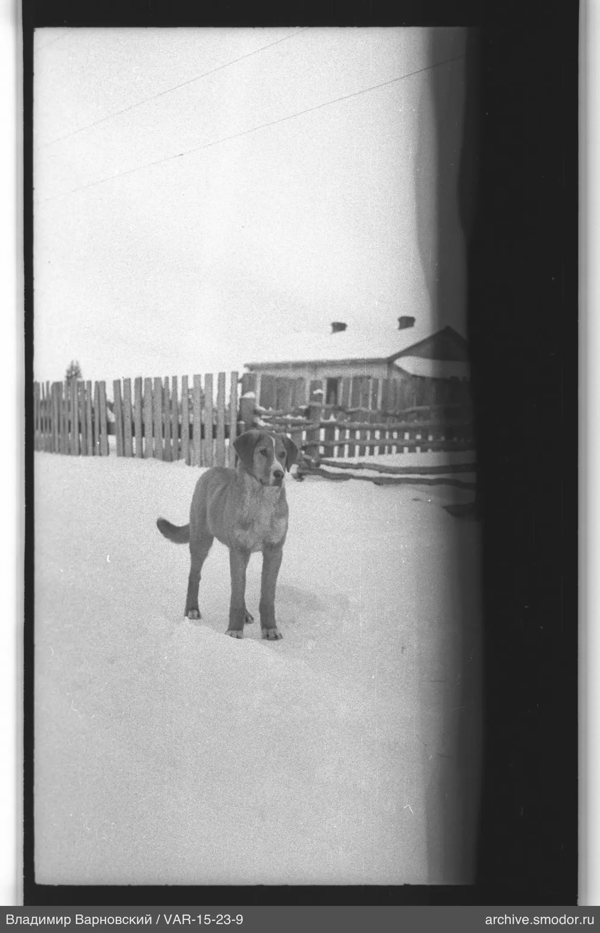 Hund auf Schnee bei Zaun