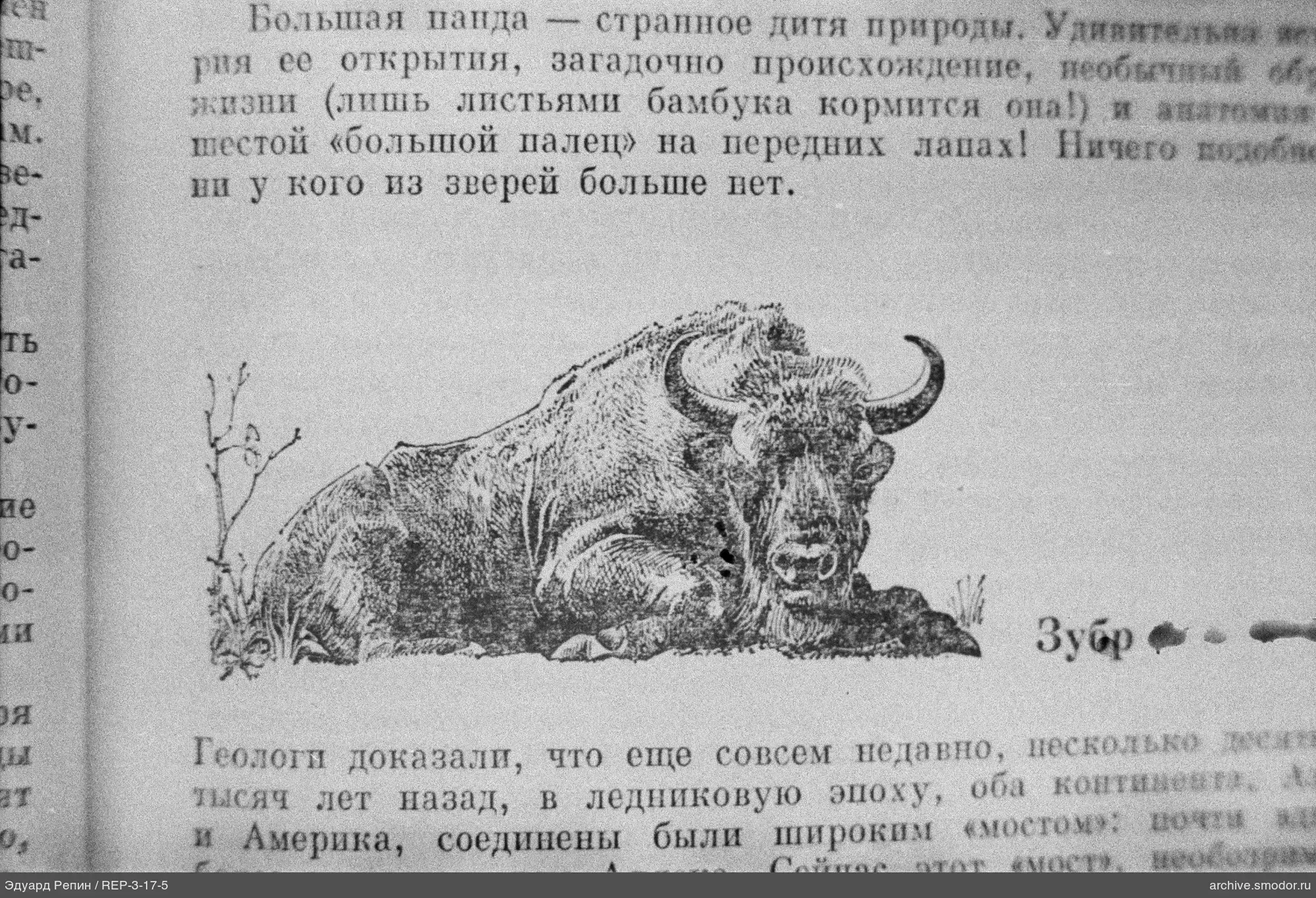 Зубр в профиль с травой и кустиком