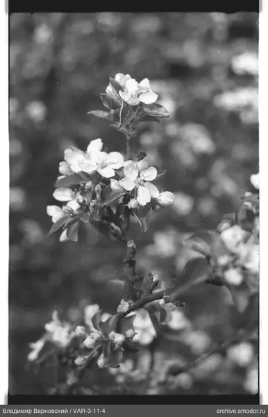 Flowering branch with flowers and buds