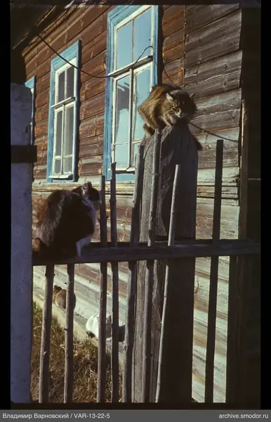 Zwei flauschige Katzen auf dem Zaun