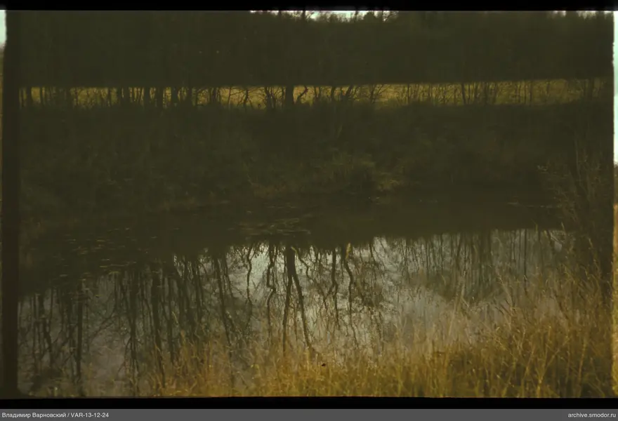 Small water body with tree reflections