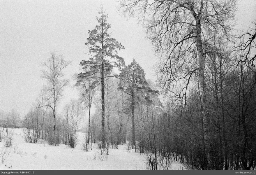 Schneebedeckter Wald mit kleinem Gebäude