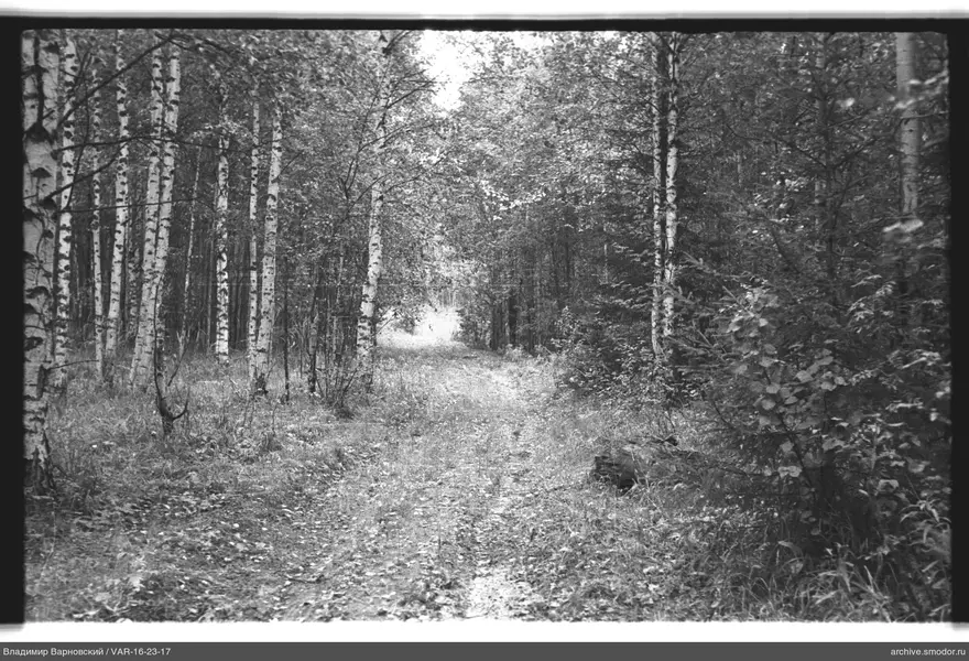Waldweg zwischen Bäumen