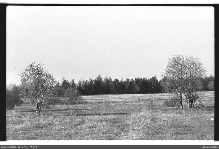 Landschaft mit Bäumen und Waldlinie