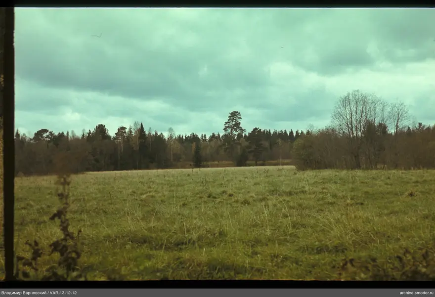 Landscape with field and forest