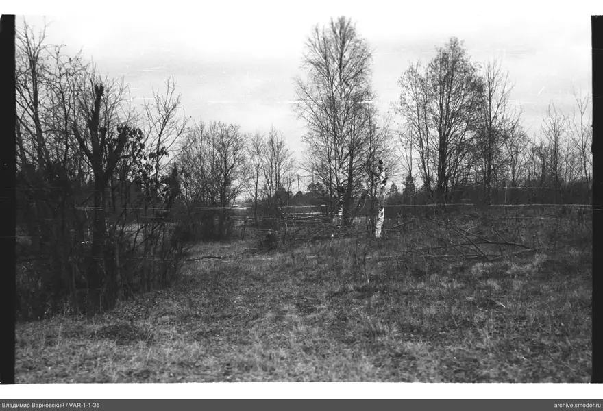 Forest Landscape