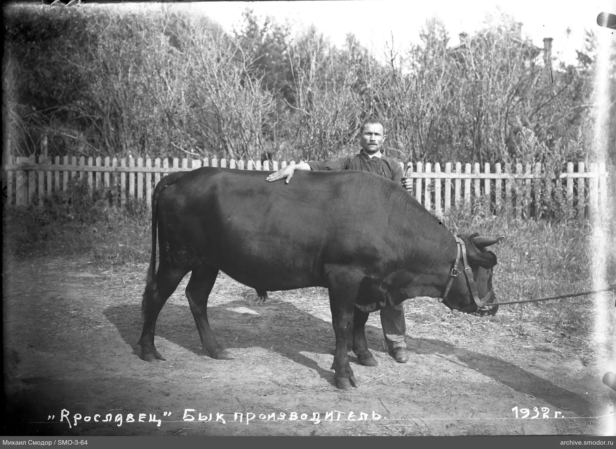 Мужчина с быком у деревянного забора