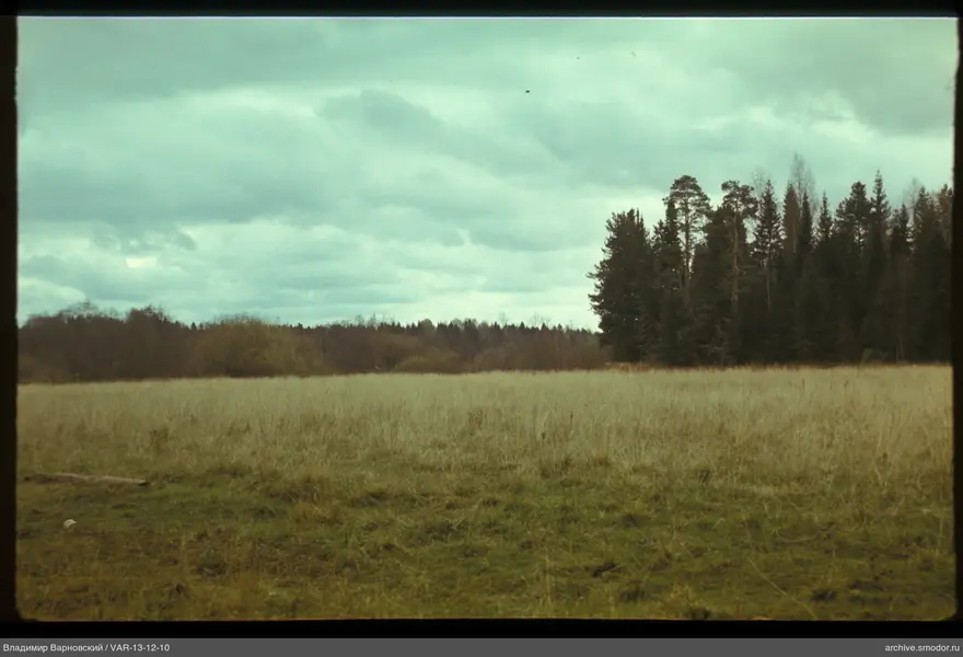 Landscape with field and forest