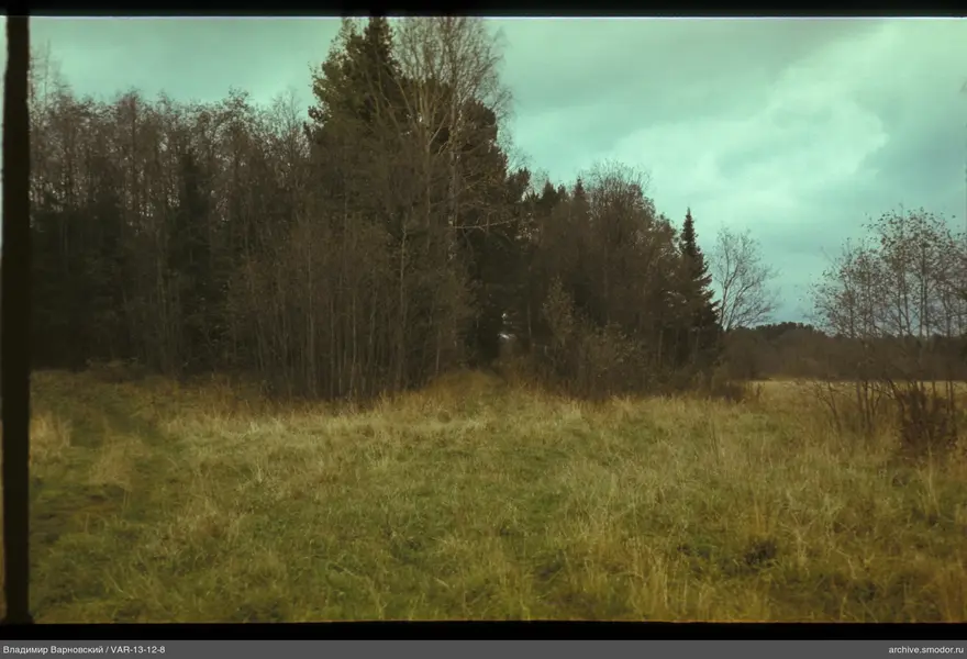 Glade with tall grass and path