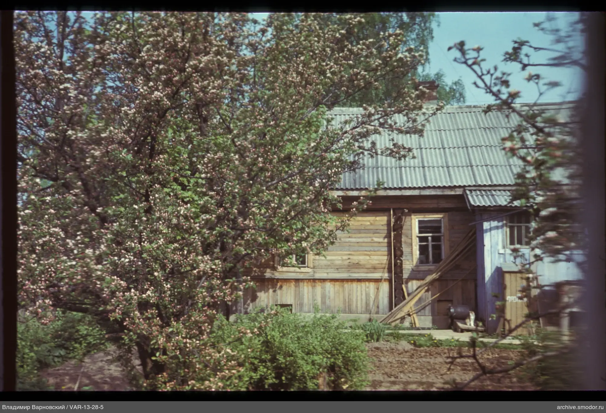 Деревянный дом с цветущим деревом и кошкой