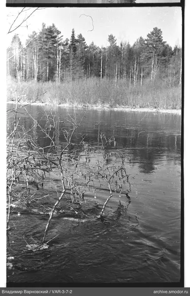 Вид на водные кусты и лес