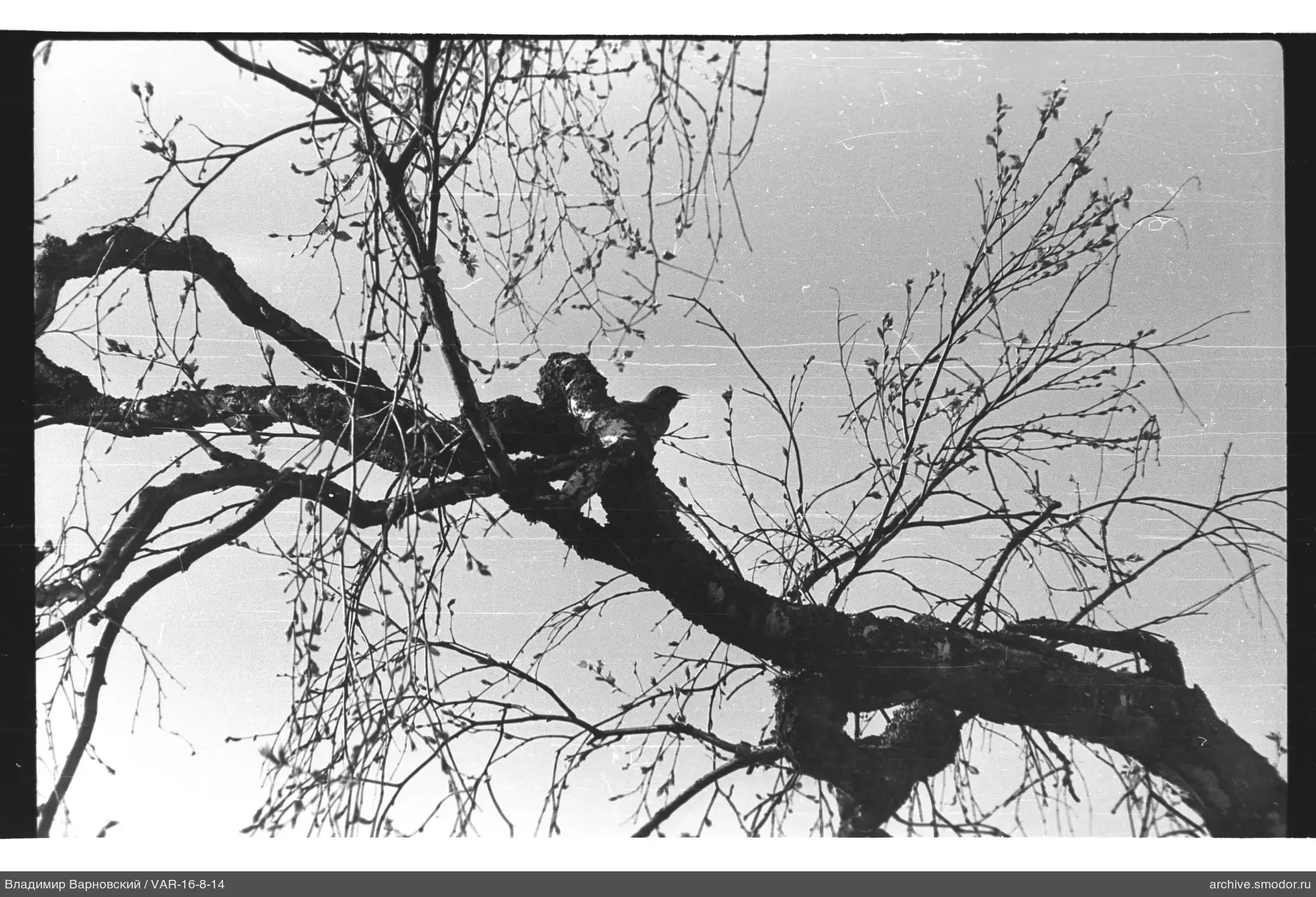 Zweig mit Vogel und jungem Laub