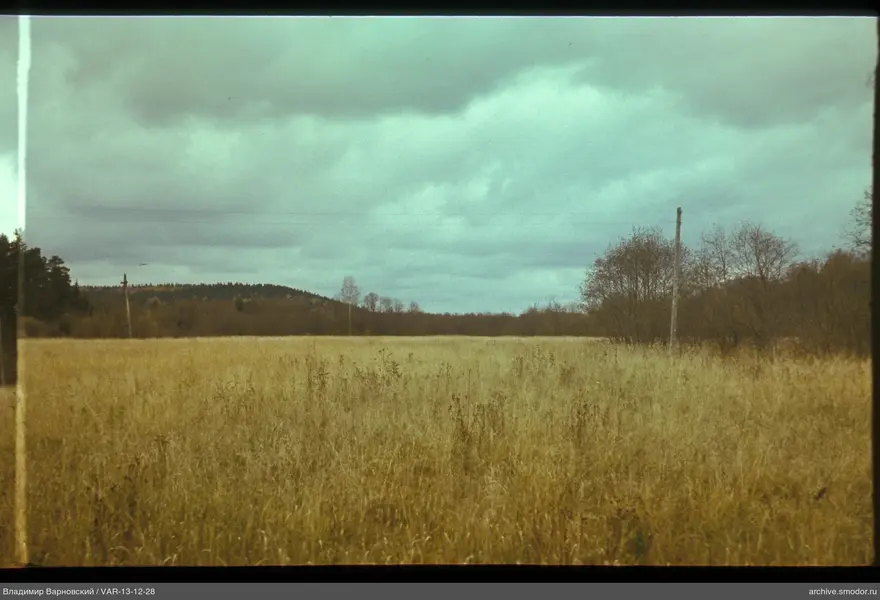 Field with dry grass and trees