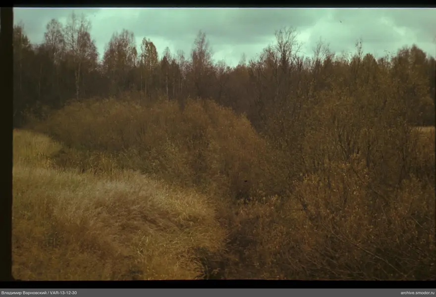 Forest section with dry grass