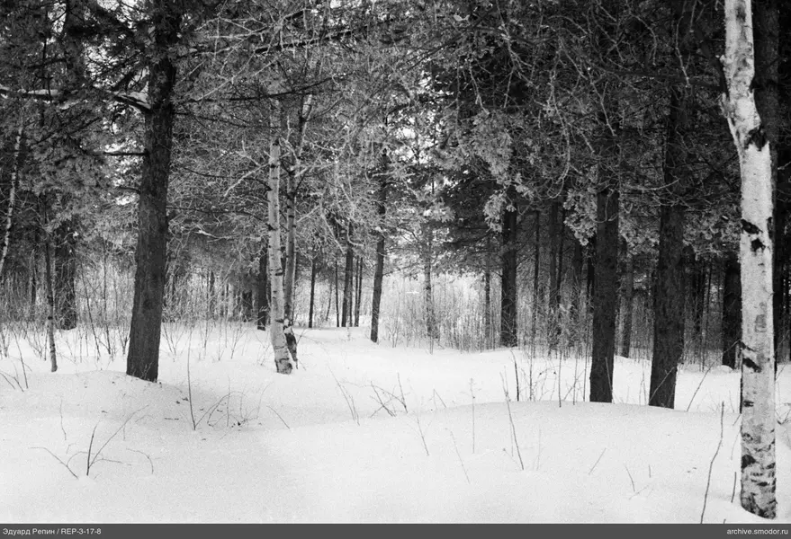 Wald mit Birken und Nadelbäumen