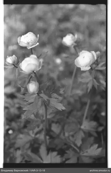 Flower buds with spider