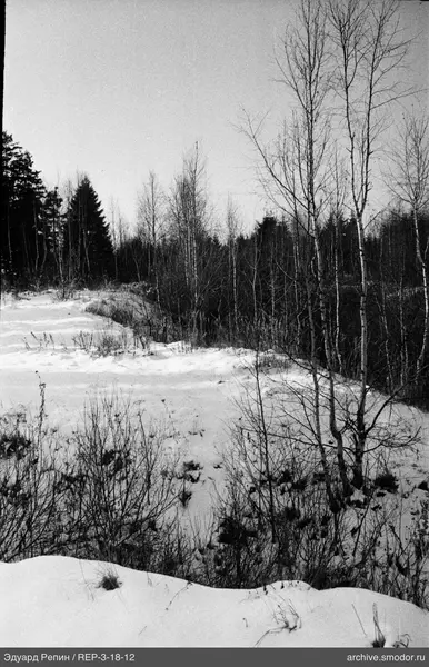 Schneebedeckter Hang mit Birken und Wald