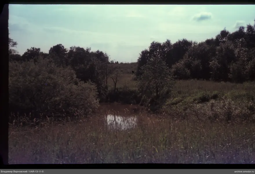 Small water body with trees and grass