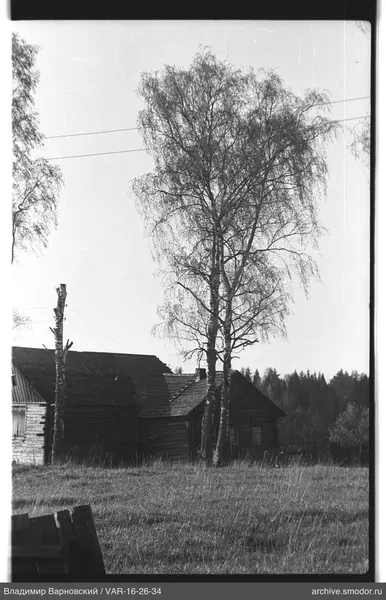 Holzhaus mit Birken und Wald