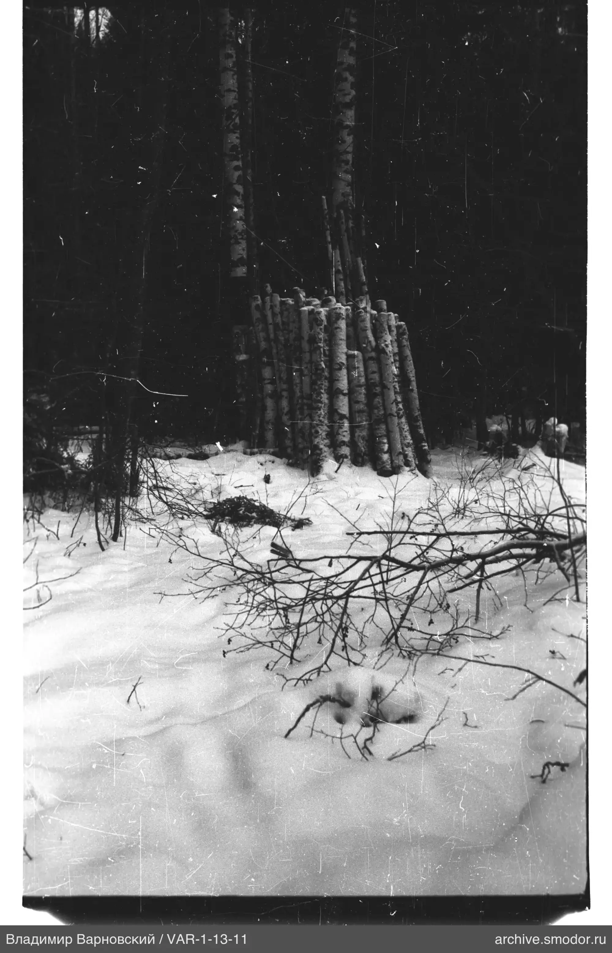 Pile of birch logs on snow