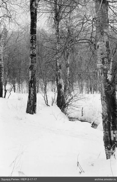 Birkenwald mit Schnee und Bach