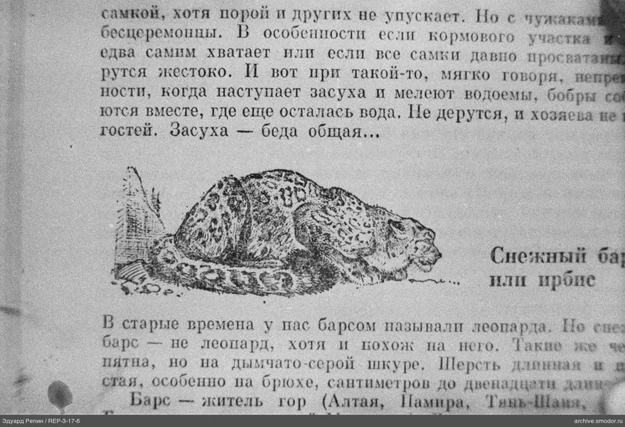 Рисунок лежащего снежного барса