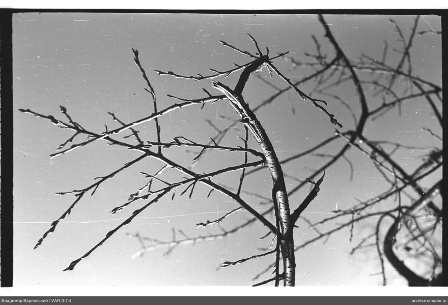 Tree branches without leaves