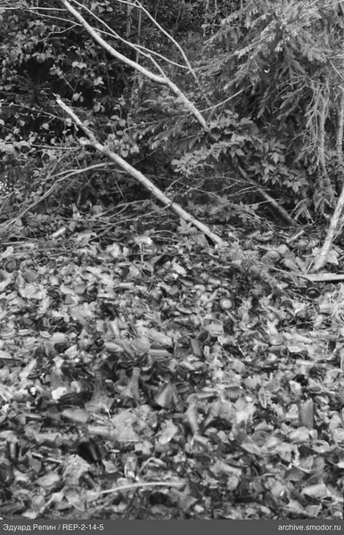 Zerbrochene Flaschen und dichte Vegetation