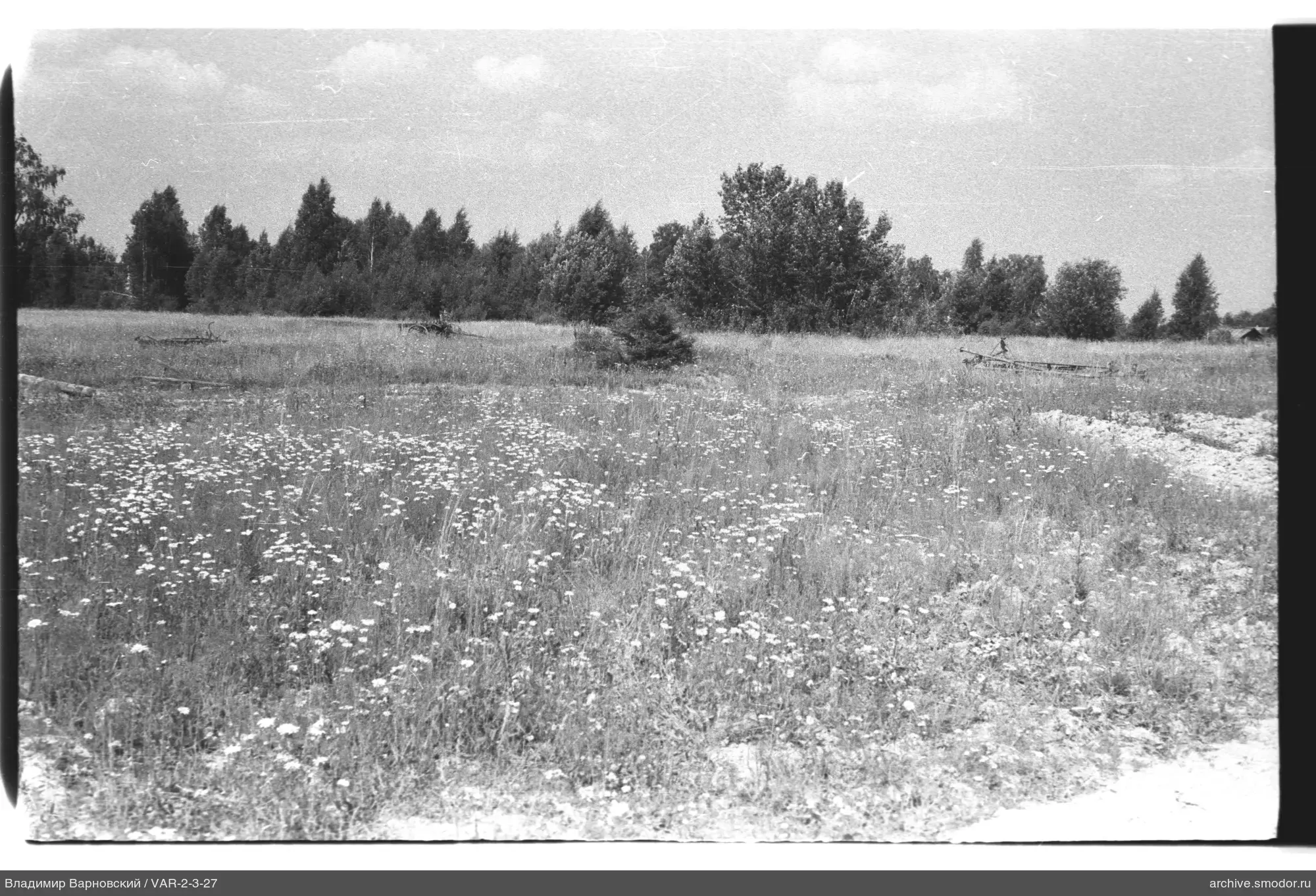 Landschaft mit Feld und Bäumen
