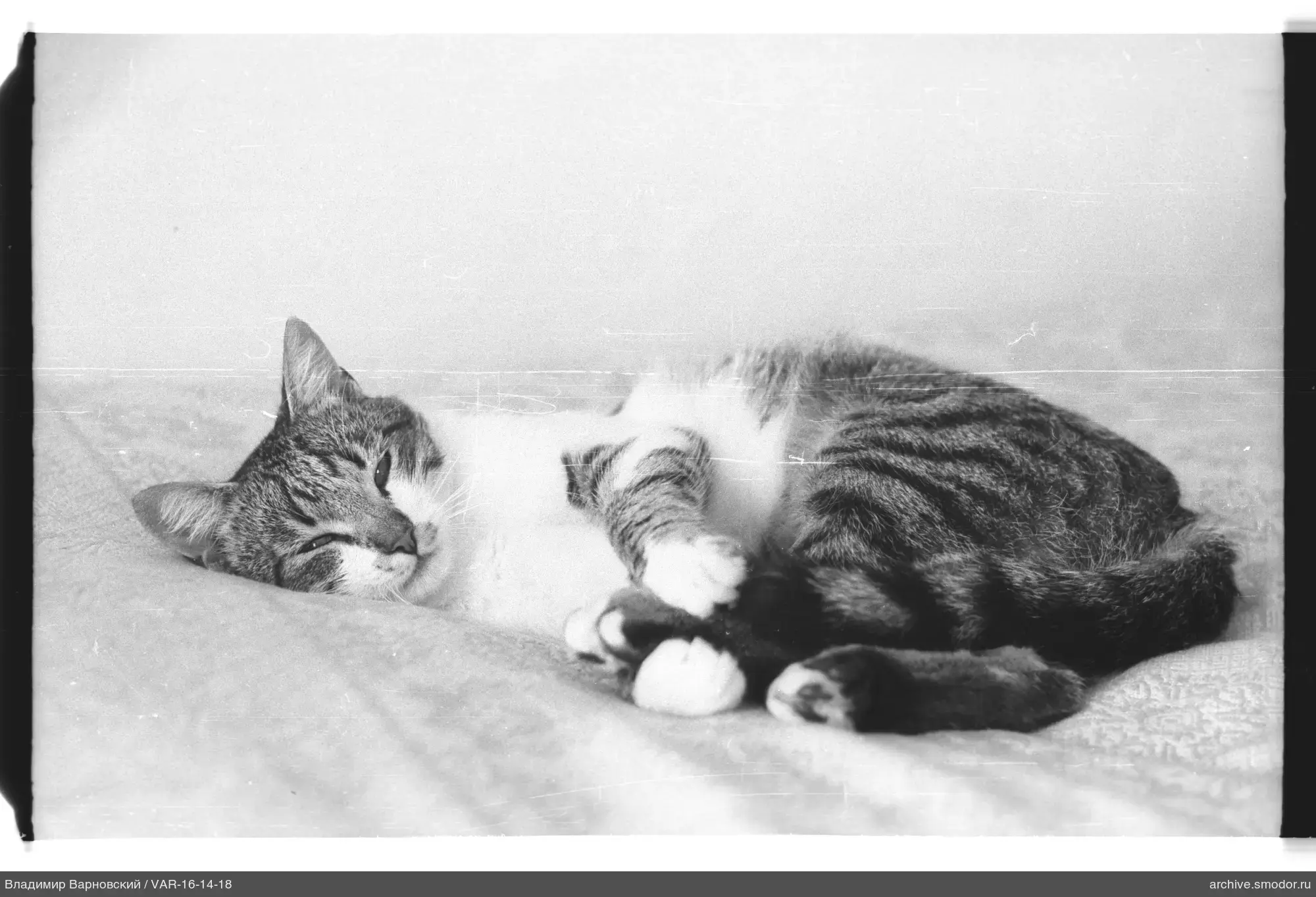 Gestreifte Katze auf Textil