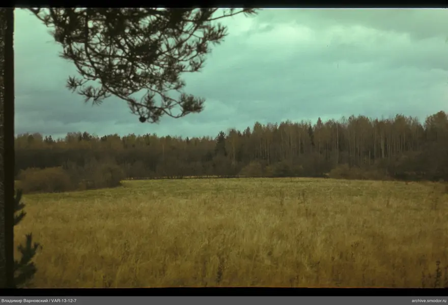 Landscape with field and forest