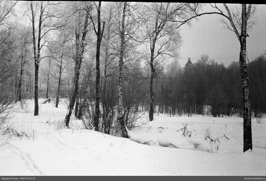 Verschneiter Wald mit Weg