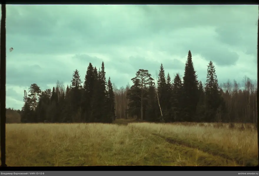 Landscape with field and forest