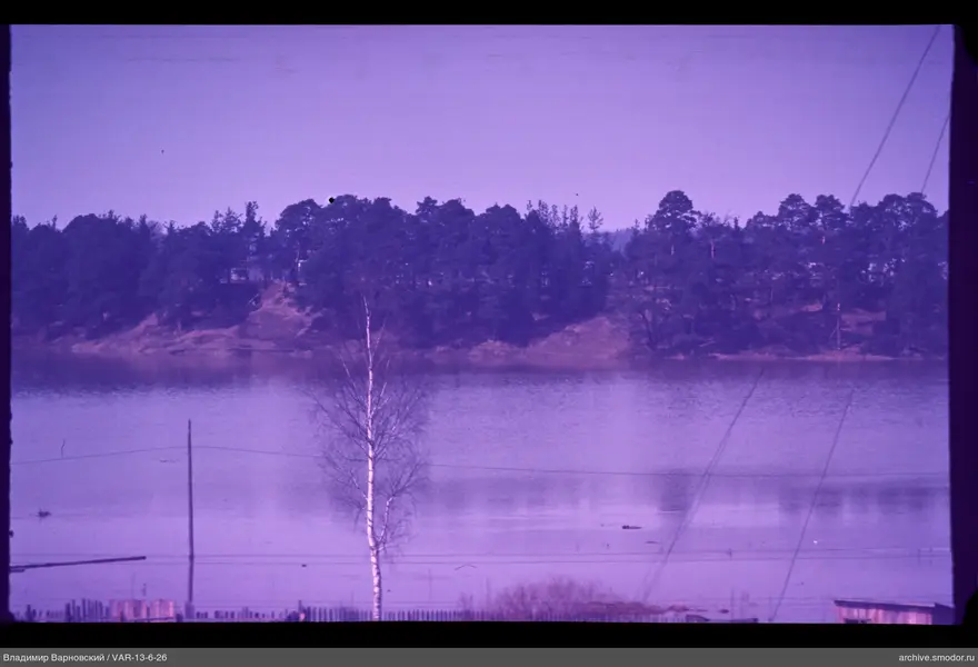 Shore with a solitary tree and power lines
