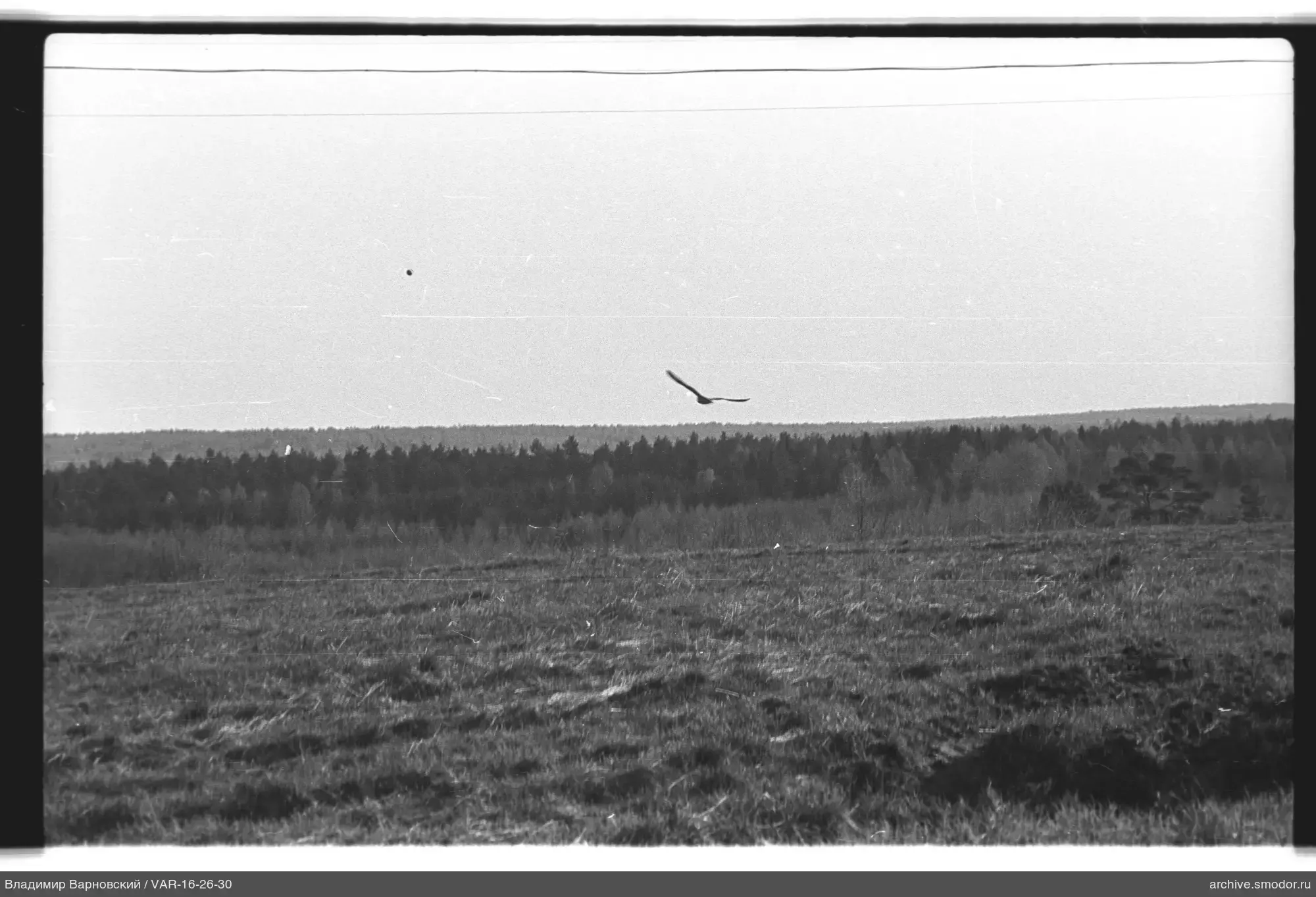 Vogel im Flug über Feld und Wald