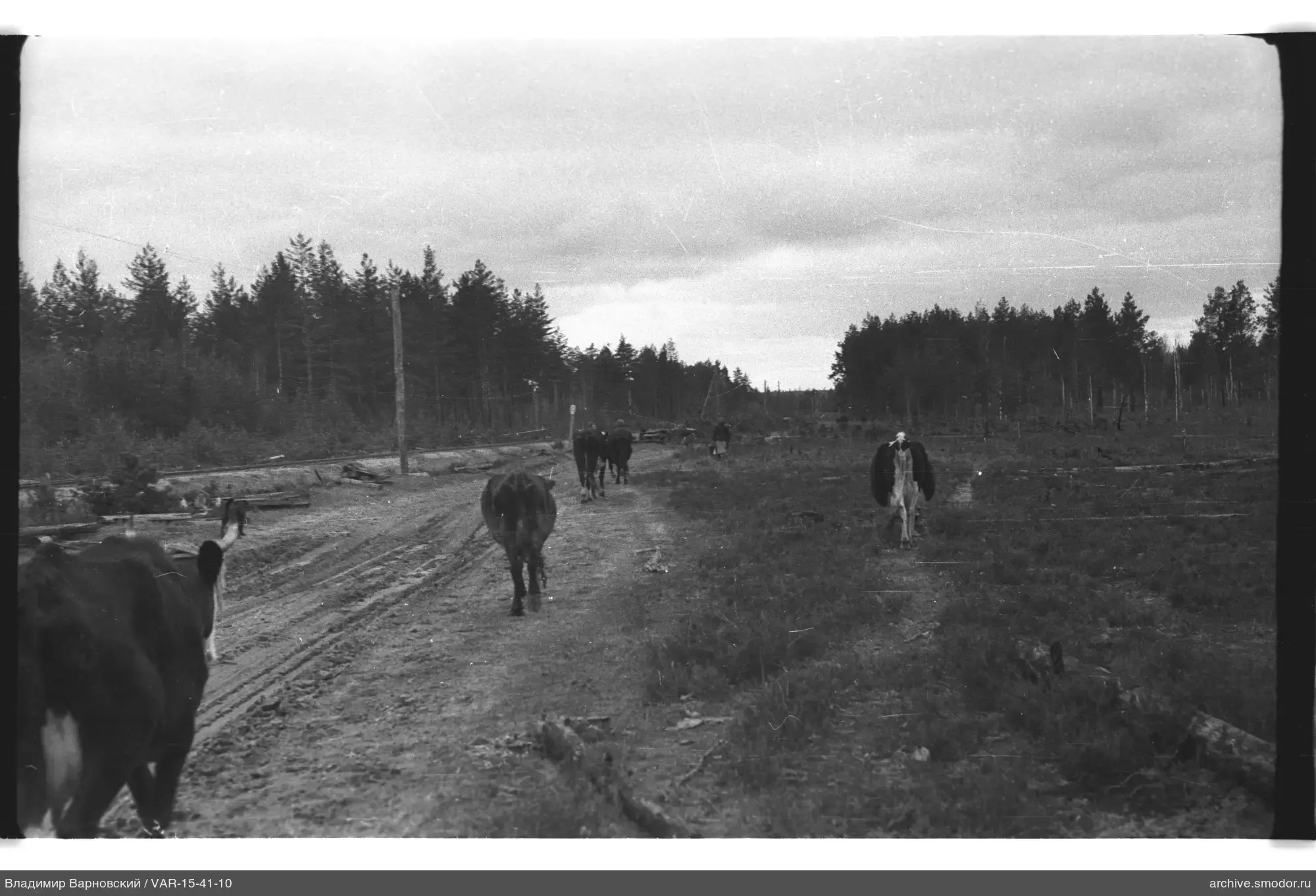Cows on a dirt road in the forest