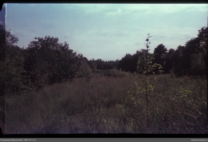 Glade with tall grass and forest background