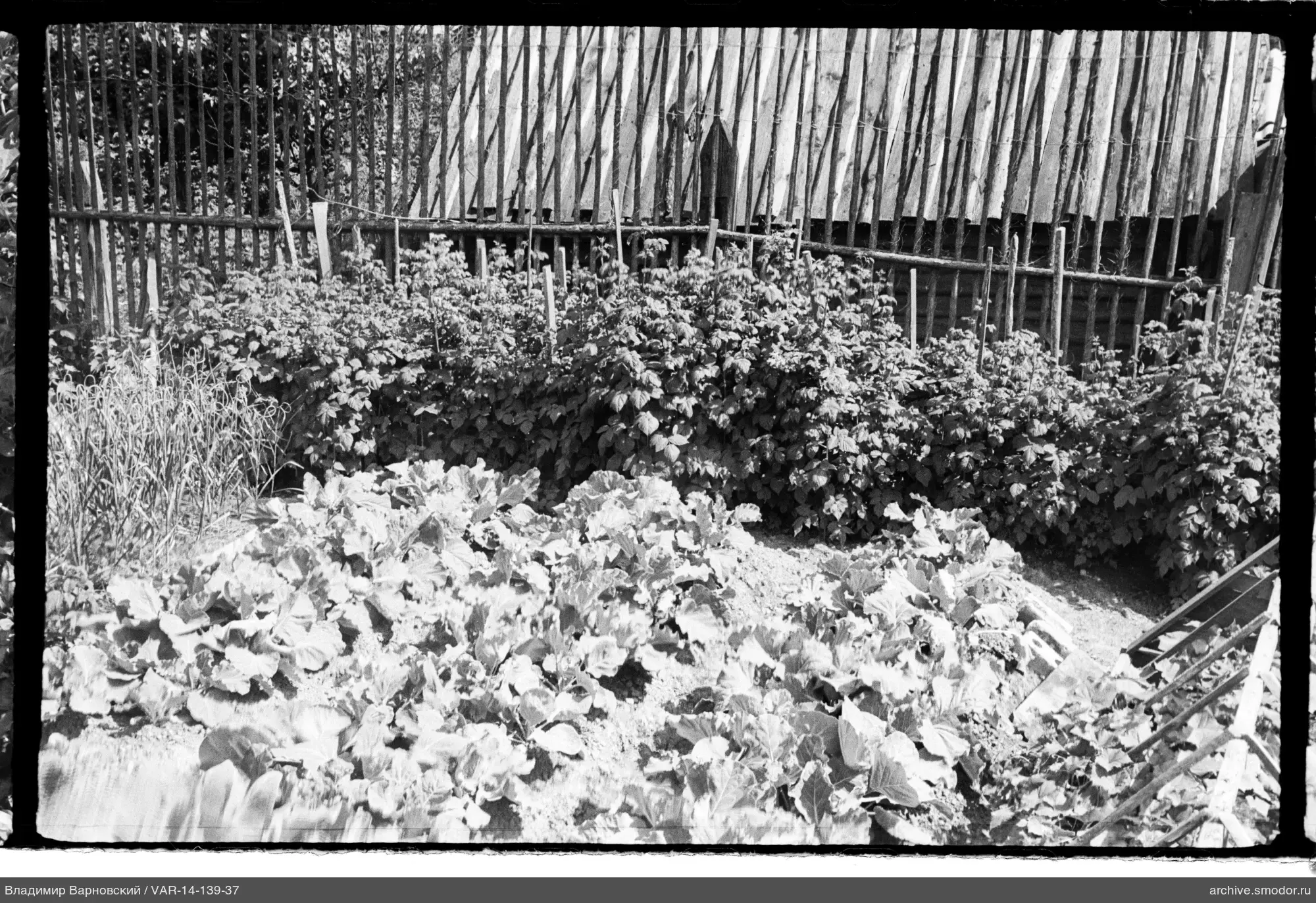 Gemüsegarten mit Büschen und Blattpflanzen