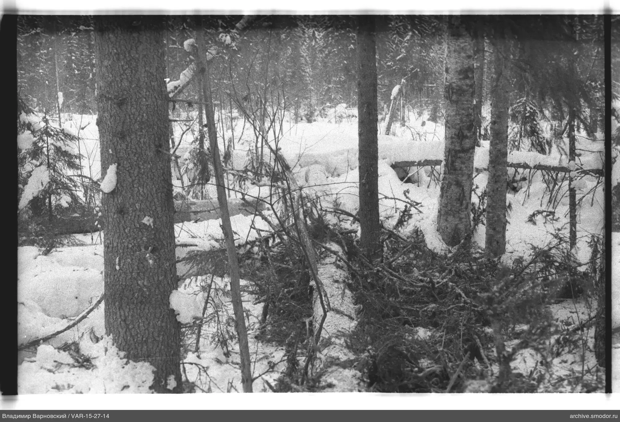 Verschneiter Wald mit umgestürztem Baum